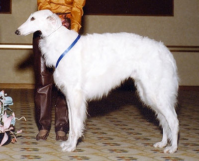 Top Open Field Coursing Borzoi 1987